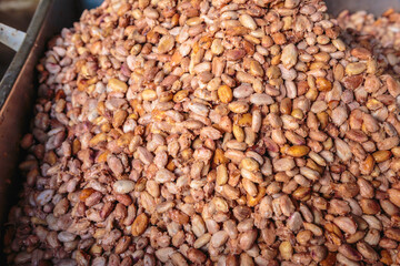 .Fresh cocoa beans for fermentation