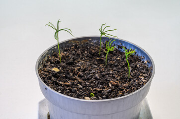 Young seedlings of fir trees in a pot