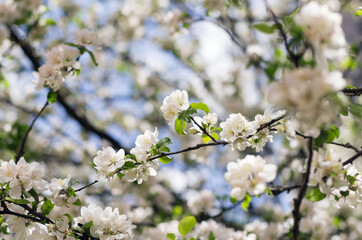 Many white flowers on the apple tree during the flowering period with beautiful bokeh
