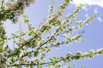 Many apple tree branches with white flowers against the blue sky in spring