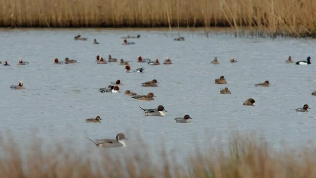 Northern Pintail, Anas acuta birds in environment