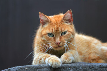 Portrait Rote Katze mit komischem argwöhnischem Gesichtsausdruck