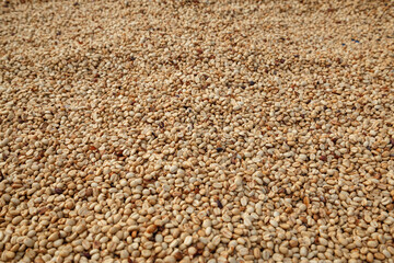 Raw, unroasted white coffee beans