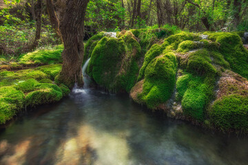 forest stream with waterfalls