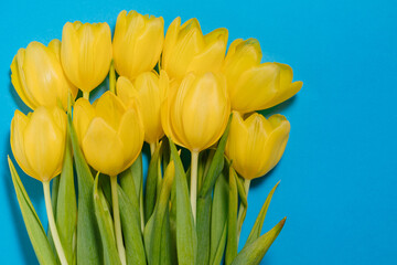 yellow tulips on blue background. Space for text. Spring is coming	