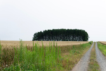 Fototapeta premium road in the field