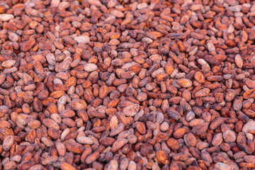 Dried and sun-dried cocoa bean background