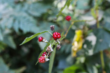 ladybird on a branch