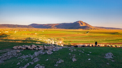 a green field with a flock of sheep grazing