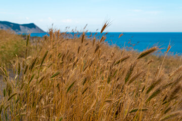 grass on the beach