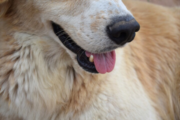 Golden retriever dog teeth close up photography 