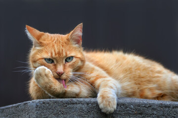 Fellpflege rote Katze leckt sich die Pfoten sauber - 414442873