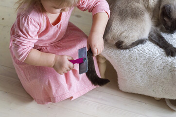 Little girl taking care and brushing combing a cat with brush at home. Child and cat grooming. Pet care and love for the animals, lovely cat, best pet for kid. Friendship Concept. Mindfulness lessons