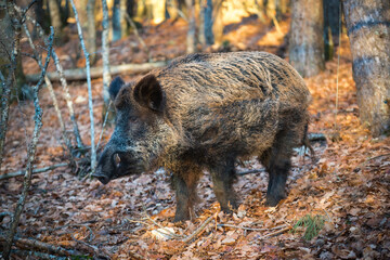 a wild boar in the woods