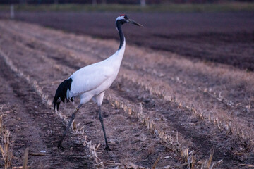 grey crowned crane