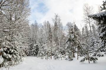 very much snow covered trees in the woods cloudy day cool tones mature pine and spruce trees Latvian forest  winter wonderland landscape