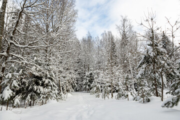 very much snow covered trees in the woods cloudy day cool tones mature pine and spruce trees Latvian forest  winter wonderland landscape