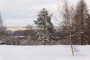snow covered trees winter wonderland landscape