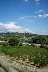 Fototapeta na wymiar Montecarlo Lcca wine 