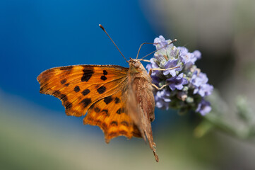 Comma butterfly on Lavender