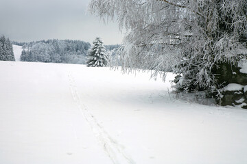 Obraz premium Cross country skiing. A cloudy, winter day in the meadows of the Stolowe Mountains National Park in Poland. Wonderfully frosted trees.