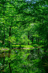 Fototapeta na wymiar green forest background