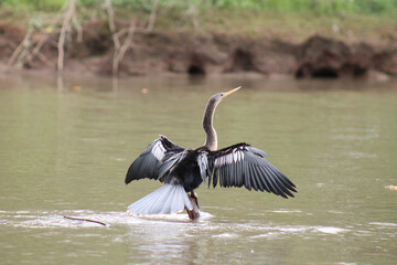 Anhinga2