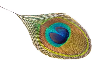 Rolgordijnen peacock feather isolated on a white. © butsaya33