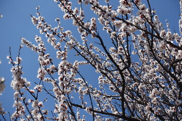 Numerous white flowers on branches of apricot tree against blue sky in April