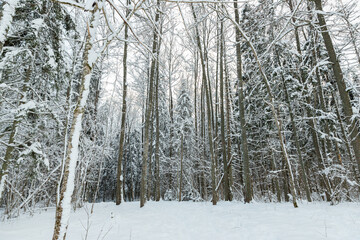 very much snow covered trees in the woods  cloudy day cool tones mature pine and spruce trees Latvian forest  winter wonderland