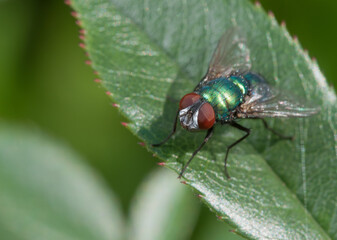Green bottle fly on green leaf