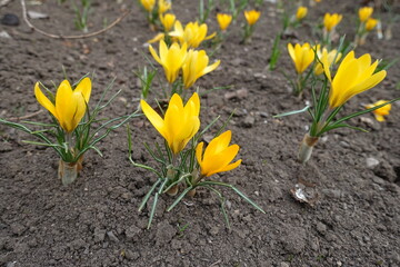 Vibrant yellow flowers of crocuses in March