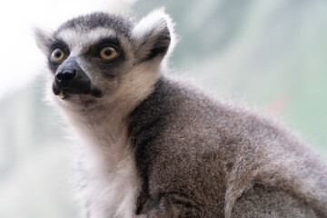 ring lemur