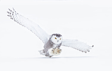 Snowy owl (Bubo scandiacus) closeup isolated on white background about to pounce on its prey on a snow covered field in Ottawa, Canada