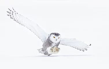 Zelfklevend Fotobehang Snowy owl (Bubo scandiacus) closeup isolated on white background about to pounce on its prey on a snow covered field in Ottawa, Canada © Jim Cumming