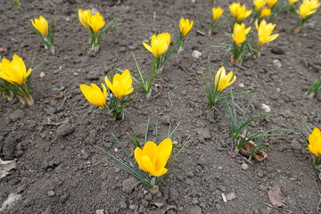 Vivid yellow flowers of crocuses in March