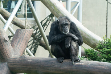 portrait of a gorilla