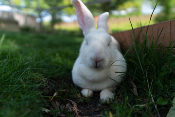 rabbit in the grass