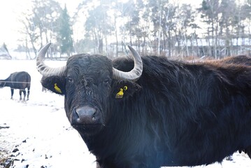 Wasserbüffel im Schnee