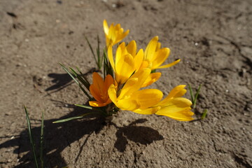 Yellowish orange flowers of crocuses in March