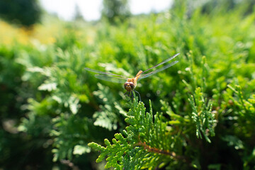 dragonfly on the grass