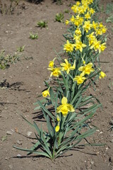 Vivid yellow flowers of narcissuses in a row in April
