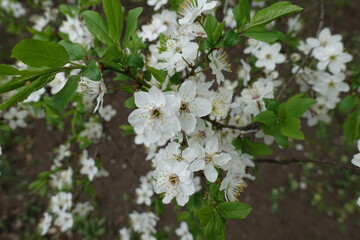 Green leaves and white flowers of plum tree in April
