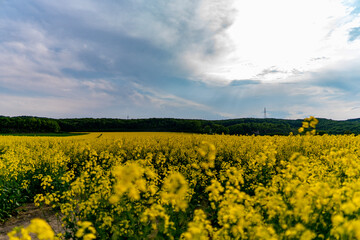 rapeseed field