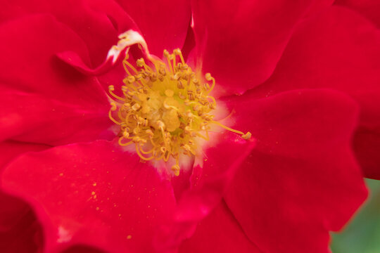 red flower macro