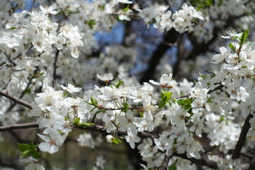 Inflorescences of plum tree in mid April