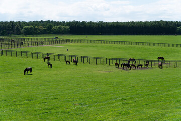 cows in a field