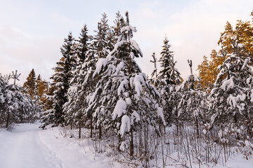 snow covered trees in the woods cloudy day sunset tones spruce trees Latvian forest sunshine violet 