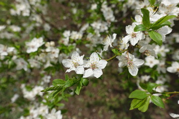 Leafage and blossom of plum tree in April