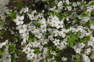 Leaves and flowers of blossoming plum tree in April